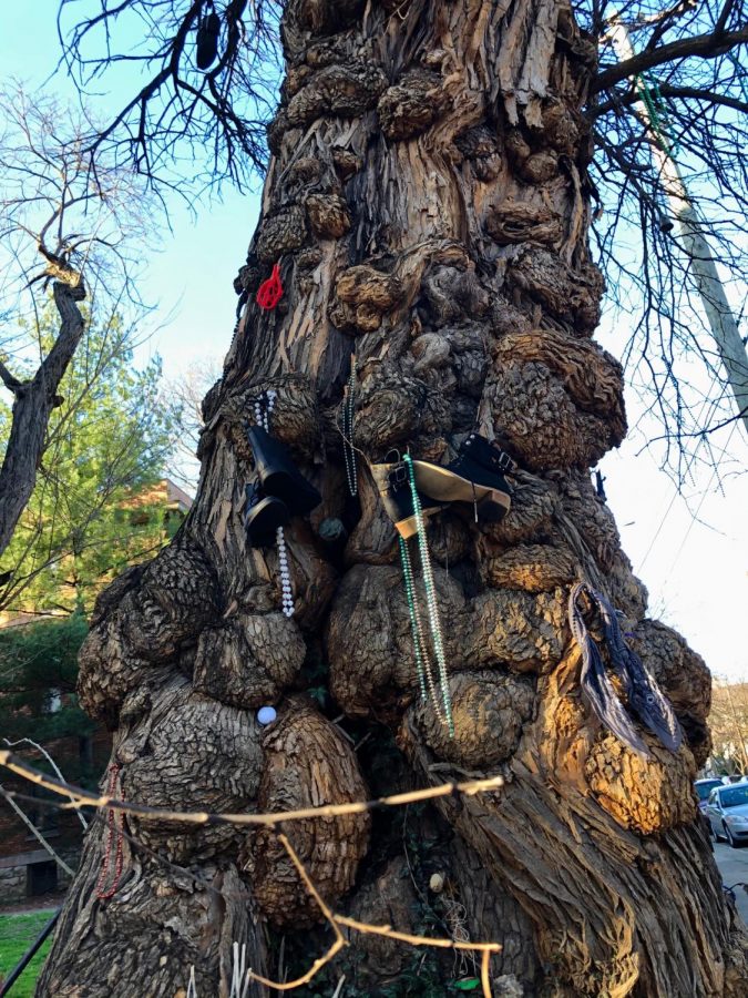 The trunk of the Witches Tree. photo by Gretchen Cummings