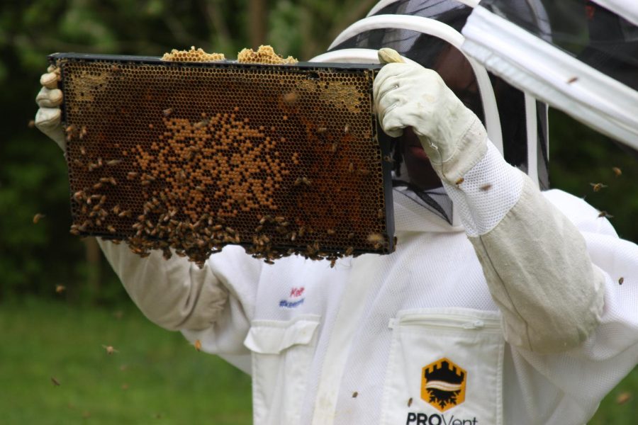 Queen Bee - On May 3, Keith Griffith III, 15, inspects a bustling wax comb during a hive installation at a farming ground in Middletown. He looked for a queen, as finding and isolating the queen is a crucial part of putting new bees in a hive. Photo by Jackson Barnes.