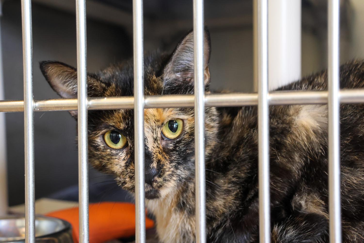 Looking Through the Bars: A cat located at the Kentucky Humane Societys main campus stares at the camera through the bars of its cage.